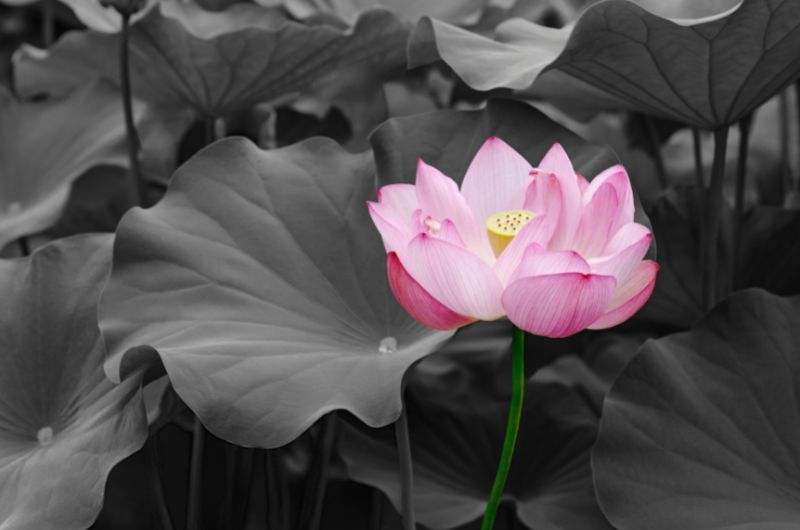 Hinduismus - Padma heiliger Lotus