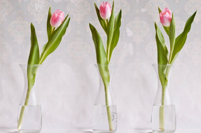 3 Tulpen als Zeichen für die Dreifaltigkeit