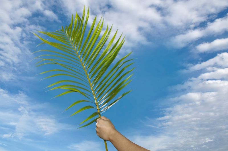 Palmsonntag